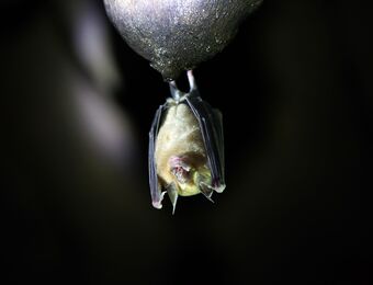 relates to Where Did Coronavirus Come From? Why Bats May Be to Blame
