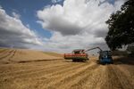 A harvest in South Woodham Ferrers, UK