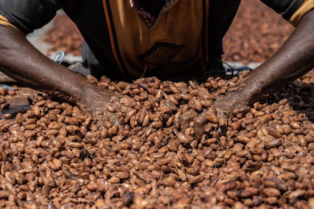 CocoaFree Chocolate Tackles Deforestation and Child Labor Bloomberg