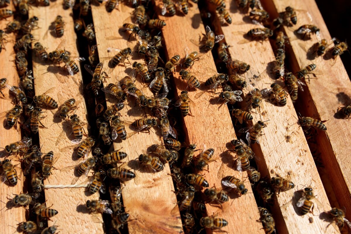 The Biotech Start-Up Making Vaccines for Bees and Shrimp