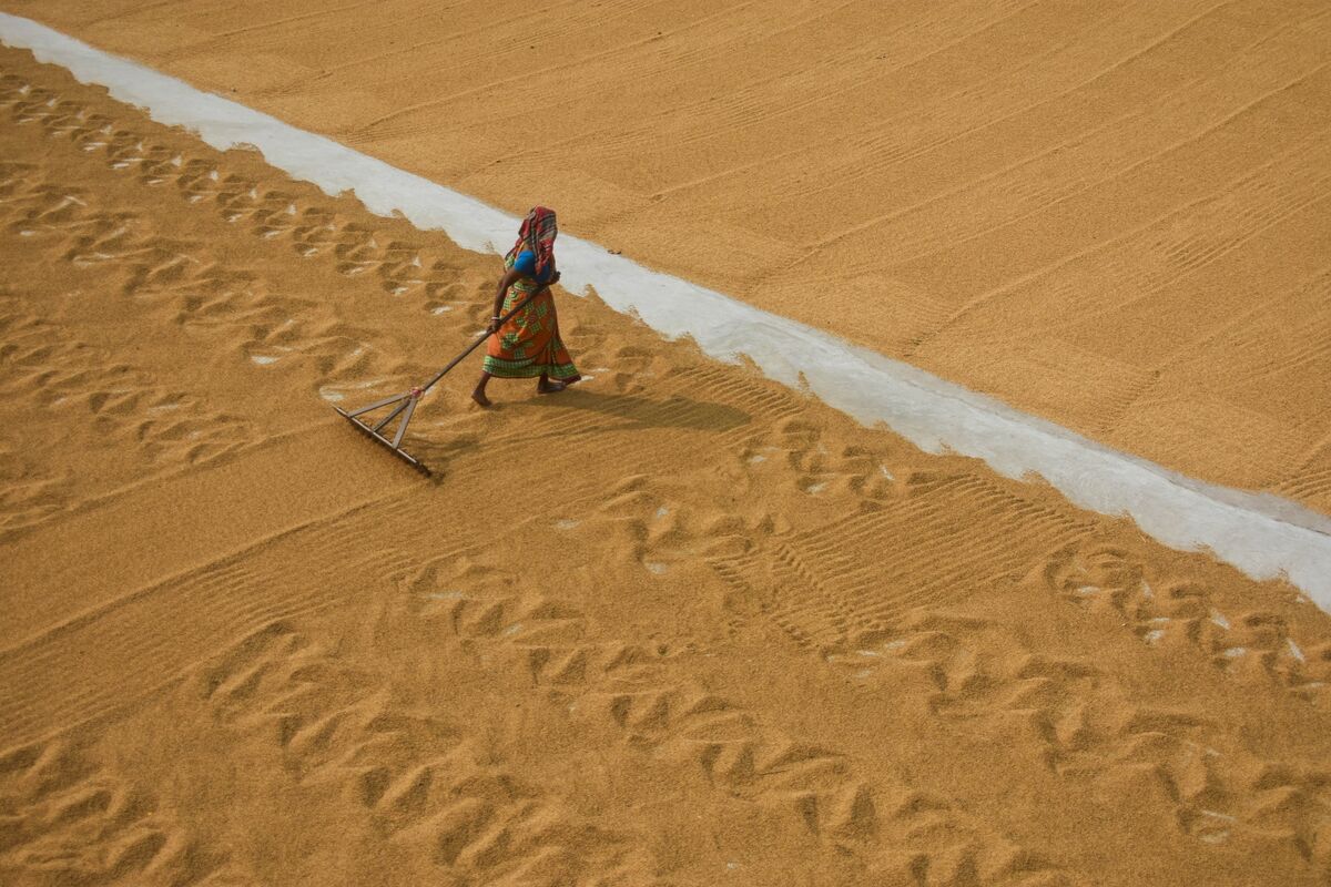 Rice Price Drop Brings Relief to Billions, Risk for Farmers - Bloomberg