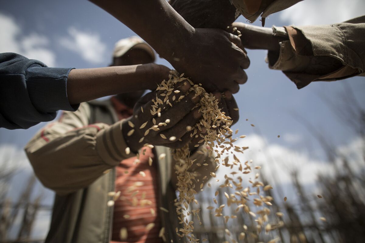 zimbabwe-targets-150-million-in-agriculture-loans-from-banks-bloomberg