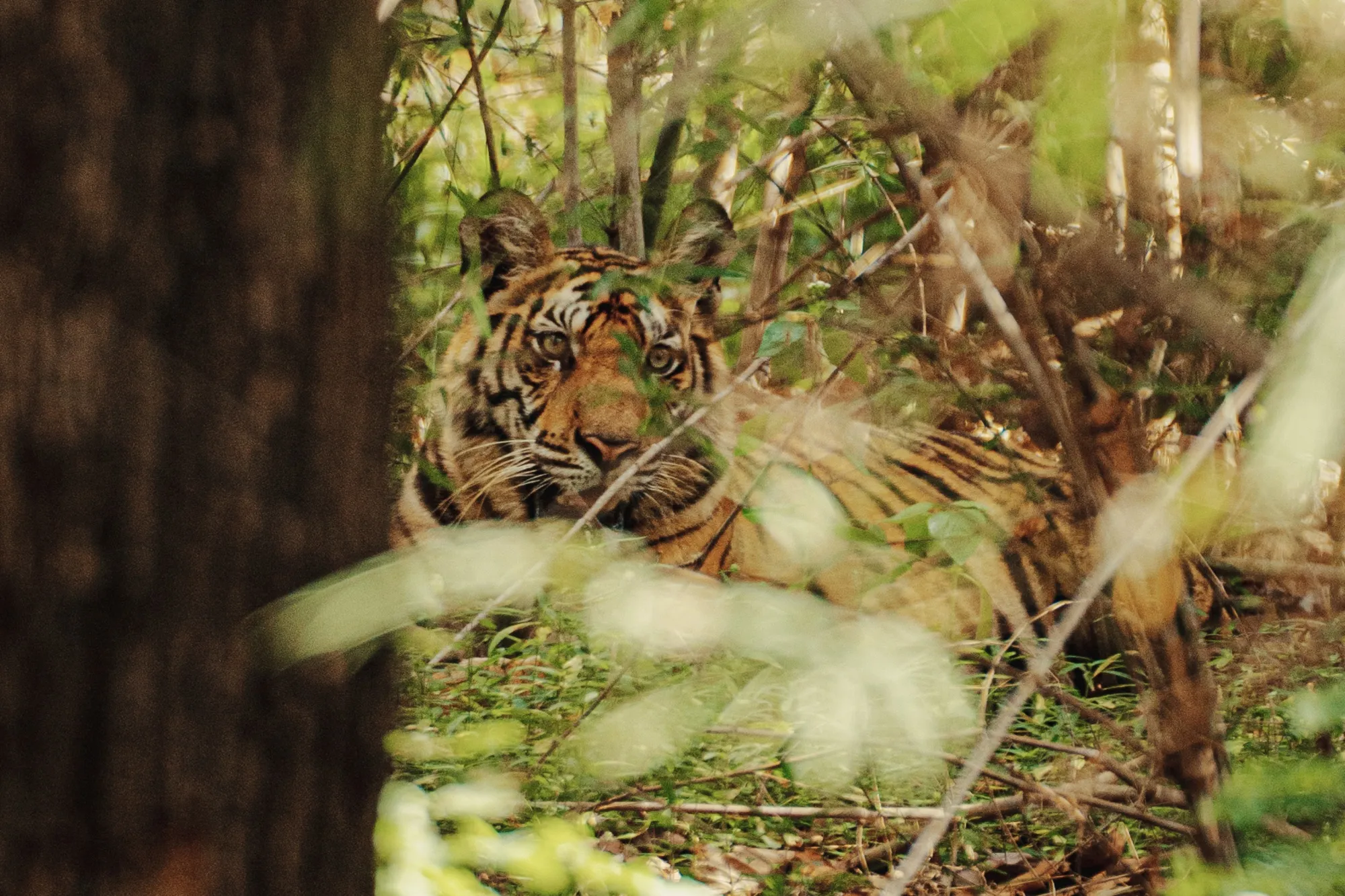 A tiger lounging in the foreground surrounded by green vegetation.