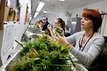Workers trimming leaves from pot plants to be packaged and sold at Medicine Man marijuana dispensary in Denver