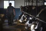 A worker pushes a wheelbarrow past cows at a dairy farm in&nbsp;New York.