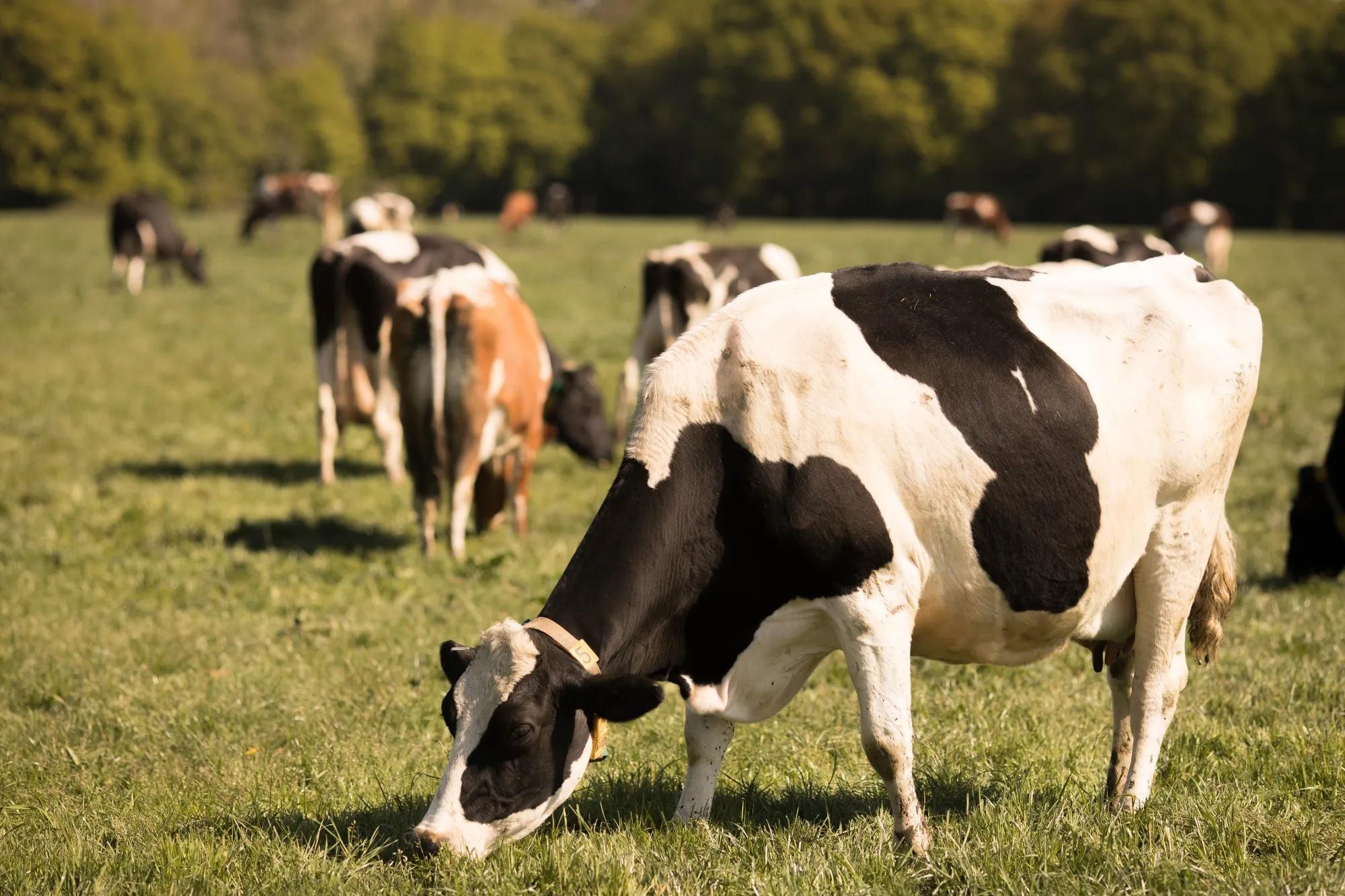 Cattle graze in a field at Plurenden Manor Farm dairy farm in Ashford, U.K.,
