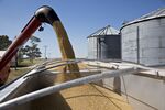 Operations During A Soybean Harvest As Crop Price Fluctuates
