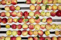 Gala apples move along a conveyor at an orchard