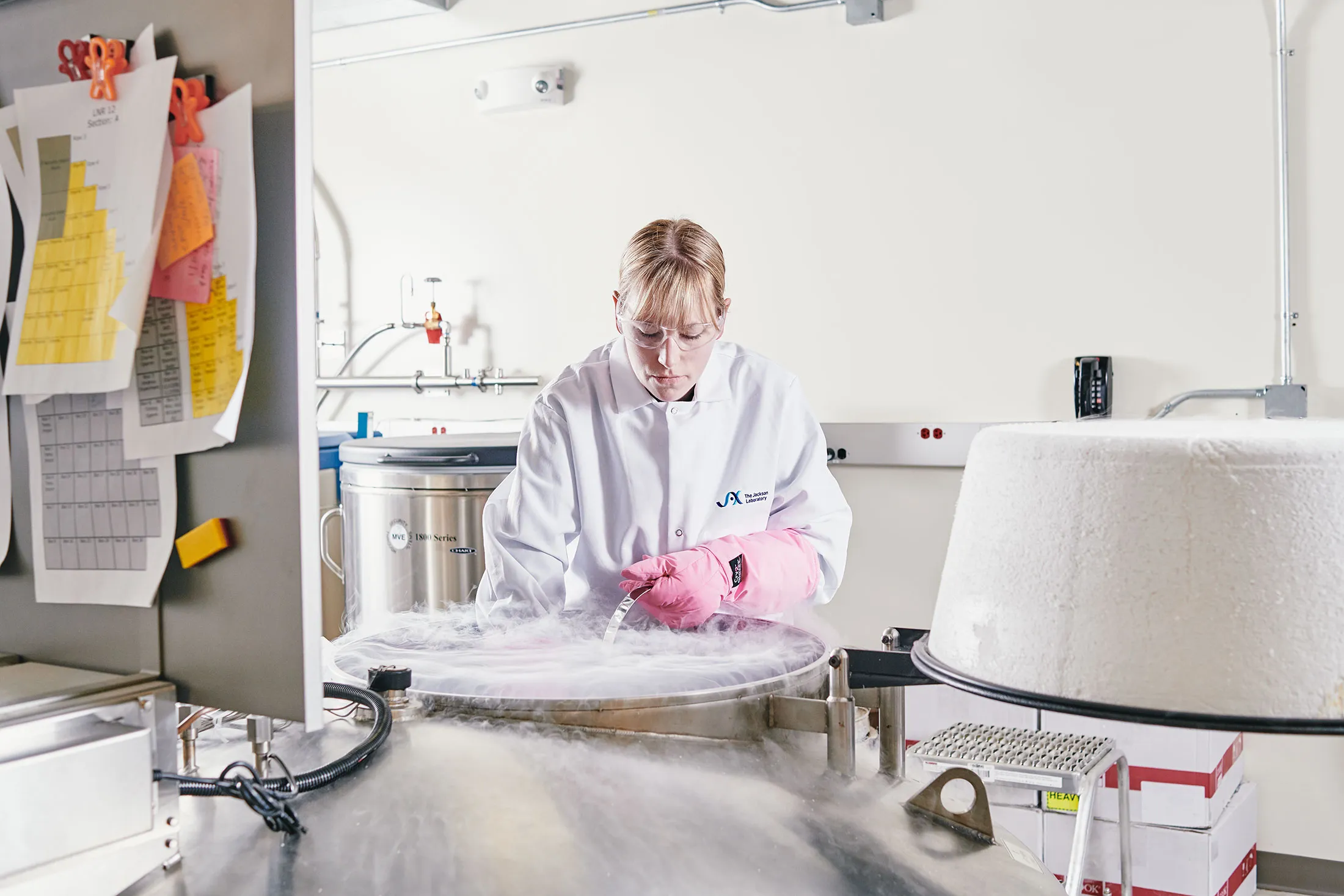 Michelle Burns, a senior reproductive sciences technologist at the Jackson Laboratory.