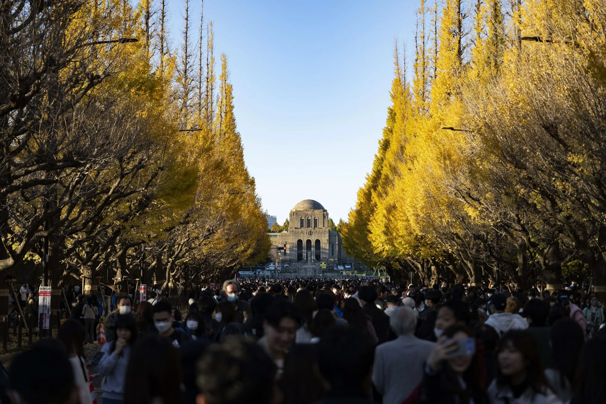 People stroll on Jingu Gaien’s “ginkgo avenue”&nbsp;near Meiji Memorial Museum&nbsp;in November last year.&nbsp;