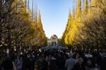People stroll on Jingu Gaien’s “ginkgo avenue”&nbsp;near Meiji Memorial Museum&nbsp;in November last year.&nbsp;