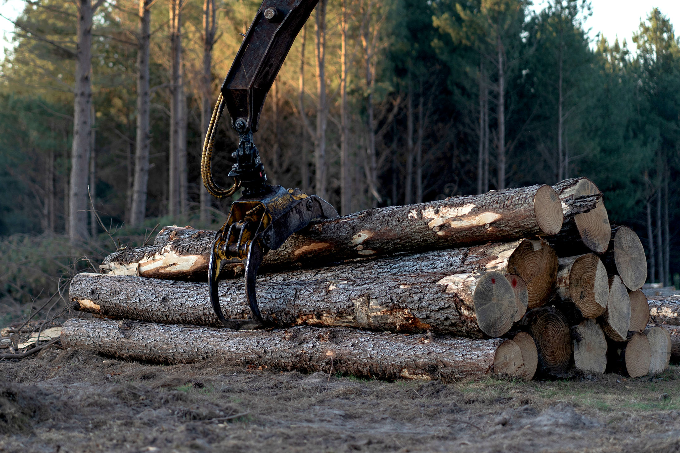 Lumber at the pine plantation ready to be transported to the Arboreal sawmill in Tacuarembo, Uruguay, on Thursday, October 28.