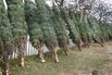 Americans Buy Christmas Trees For The Holiday Season