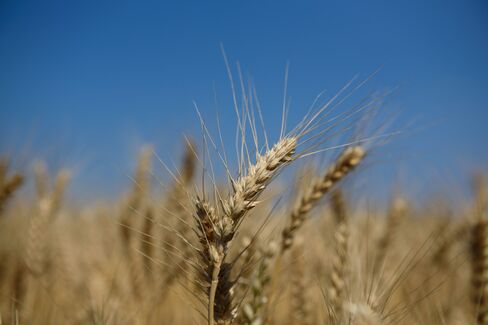 Farmers Harvest Wheat As Japan Releases Revised 1Q GDP Figures