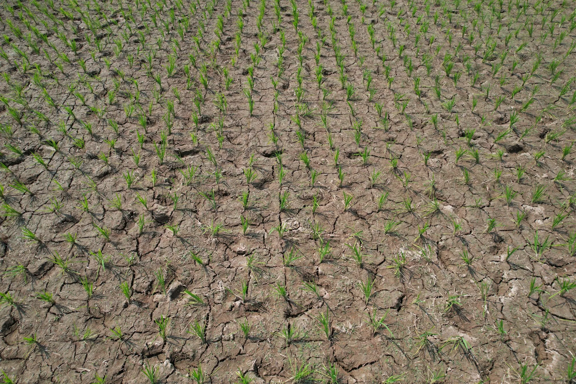 A dry rice field in Subang, West Java, Indonesia in 2023.