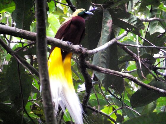 Search for Birds of Paradise in Indonesia, and You’ll Find So Much More