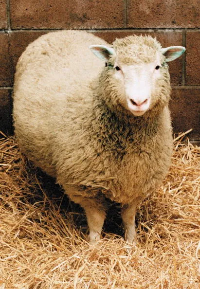 Hello Dolly.
