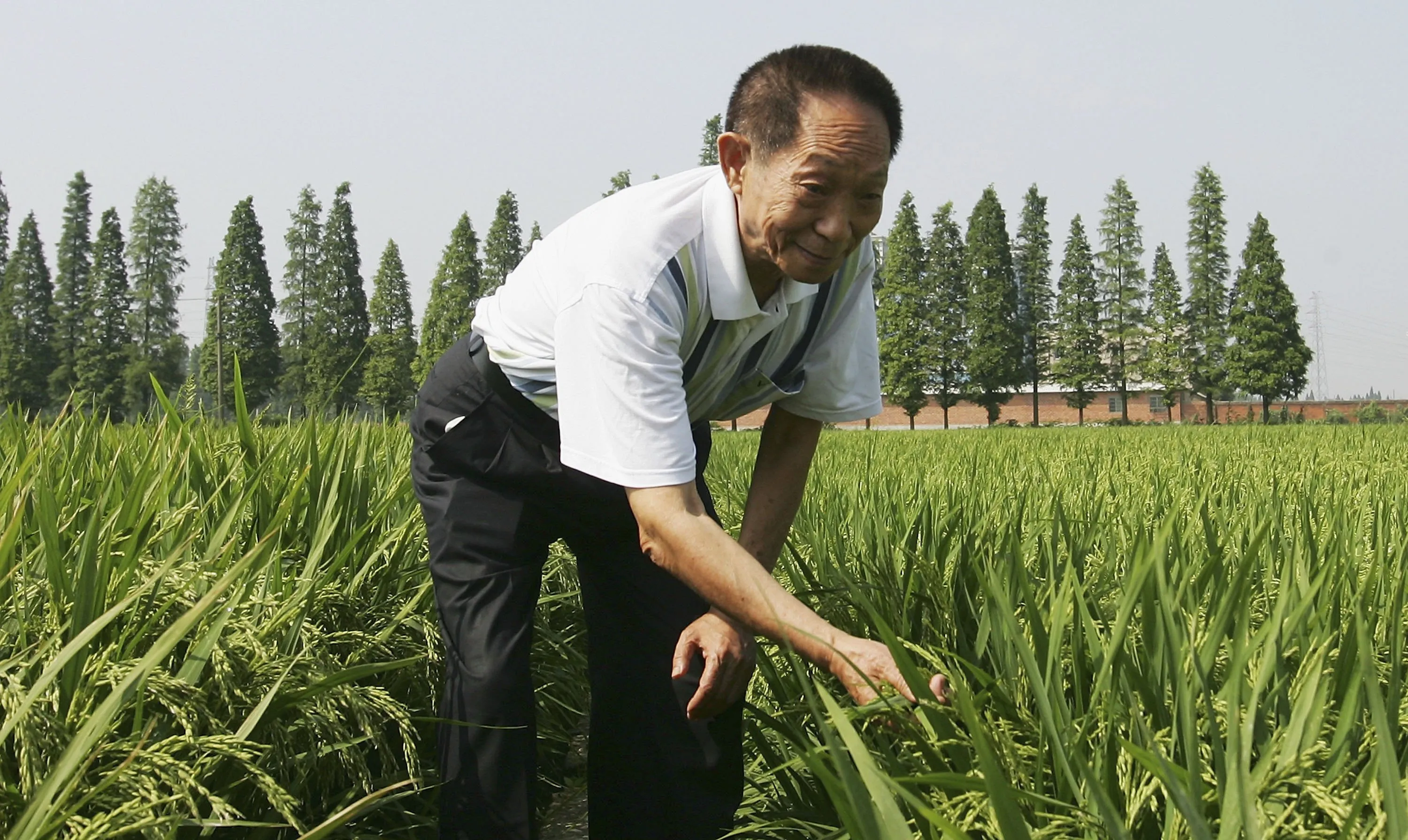 Hybrid rice is the next big thing.
