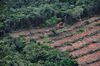1473828525_indonesia deforestation