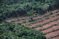 1473828525_indonesia deforestation