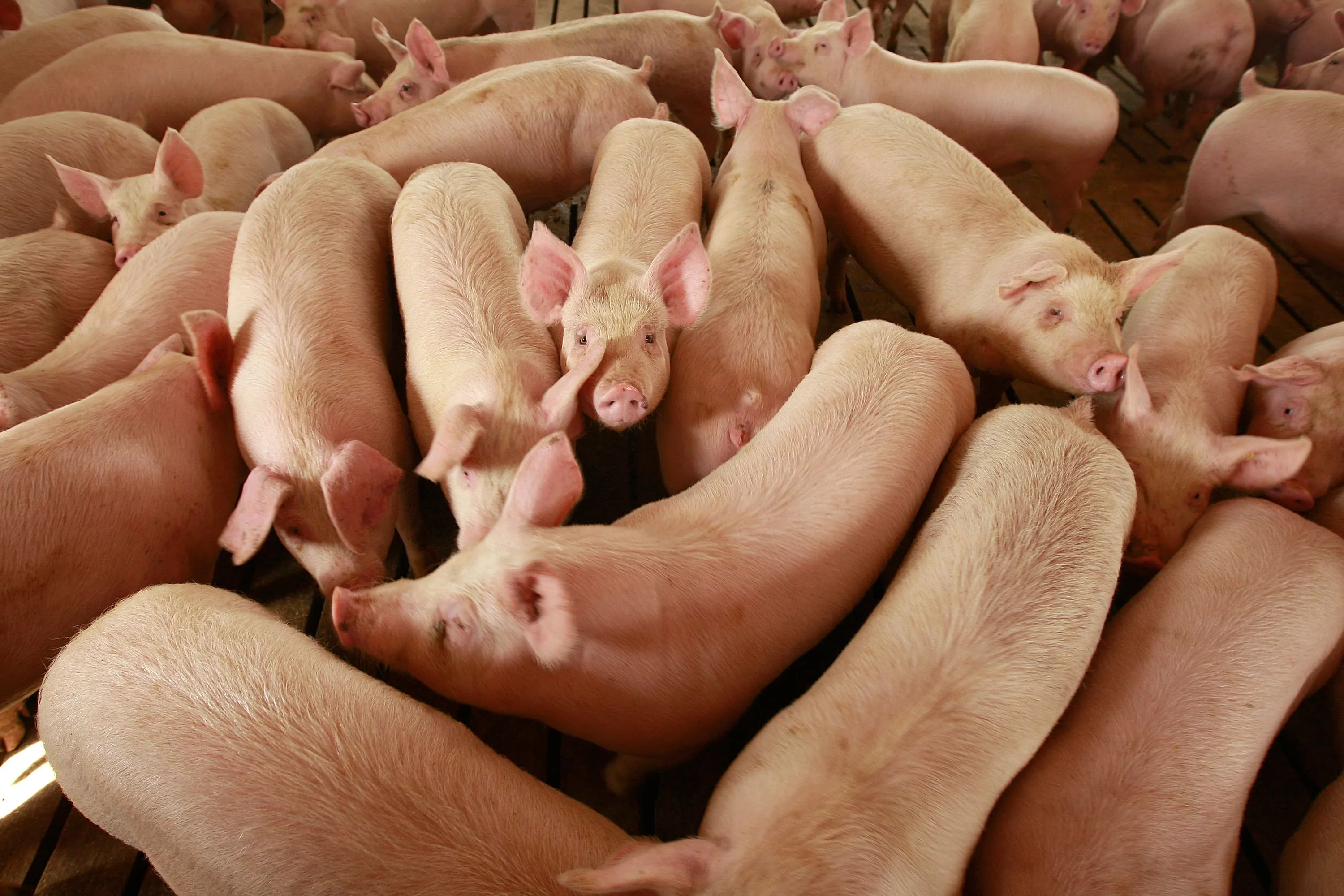 Hogs are raised on the farm of Gordon and Jeanine Lockie April 28, 2009 in Elma, Iowa.