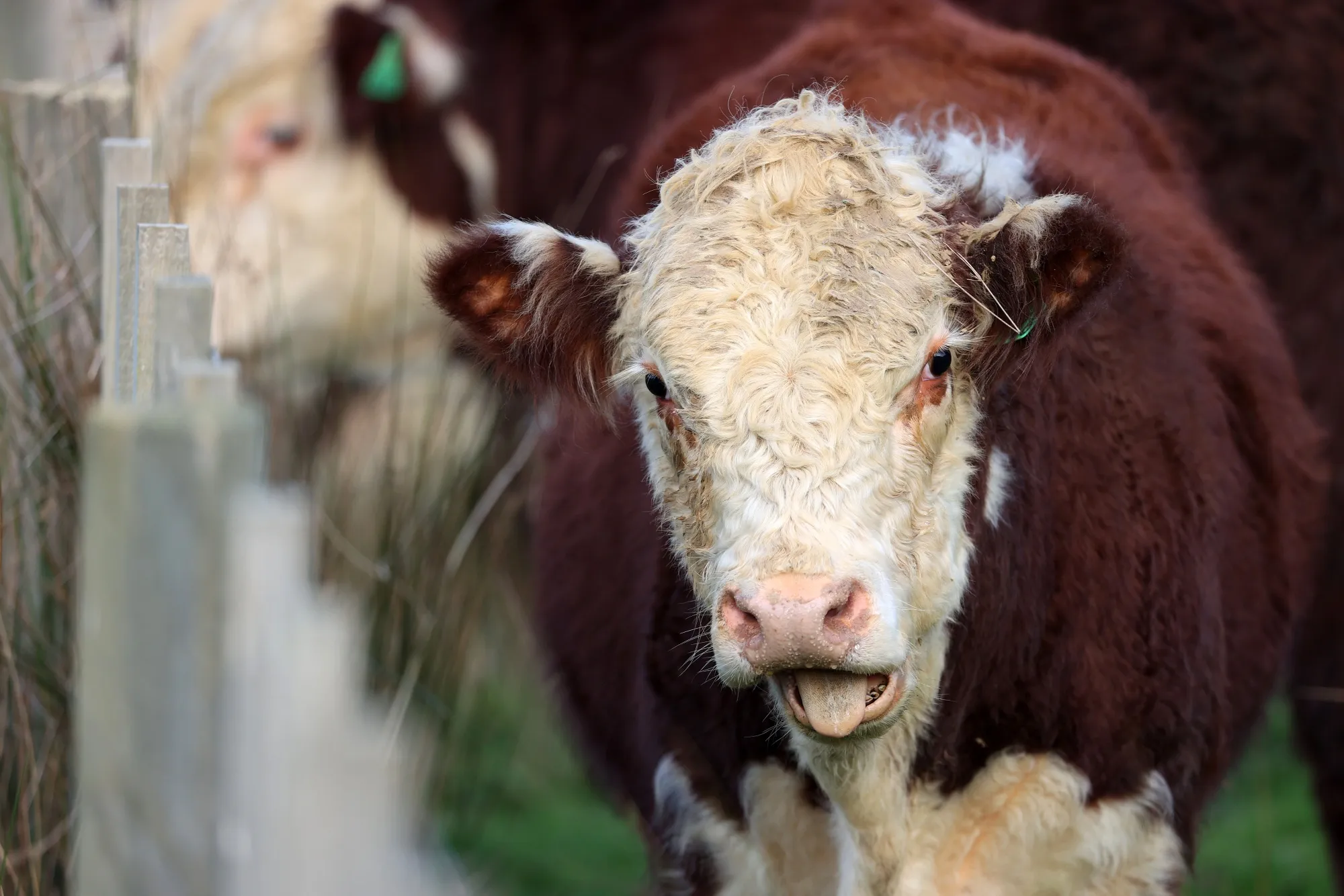 There are just 5 million people in New Zealand but some 10 million beef and dairy cattle and 26 million sheep.