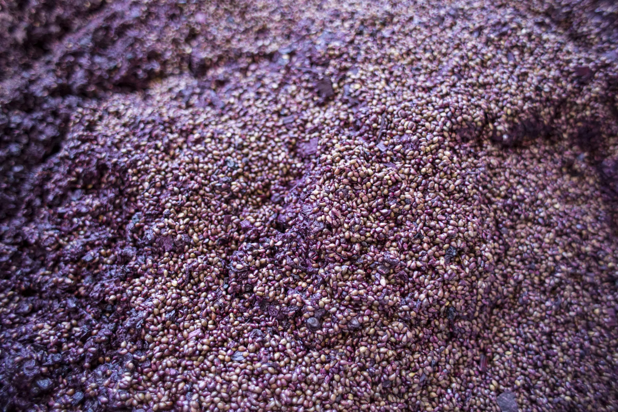 Harvest And Wine Production At The Bodega Santa Julia Vineyard
