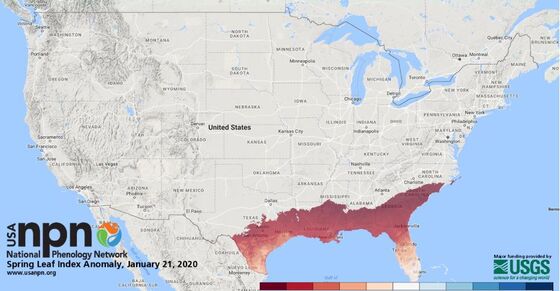 Warm Winter Has Leaves in the Southeast Popping Out Way Early