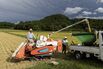 Rice Harvesting in Western Japan Ahead of Typhoon Shanshan