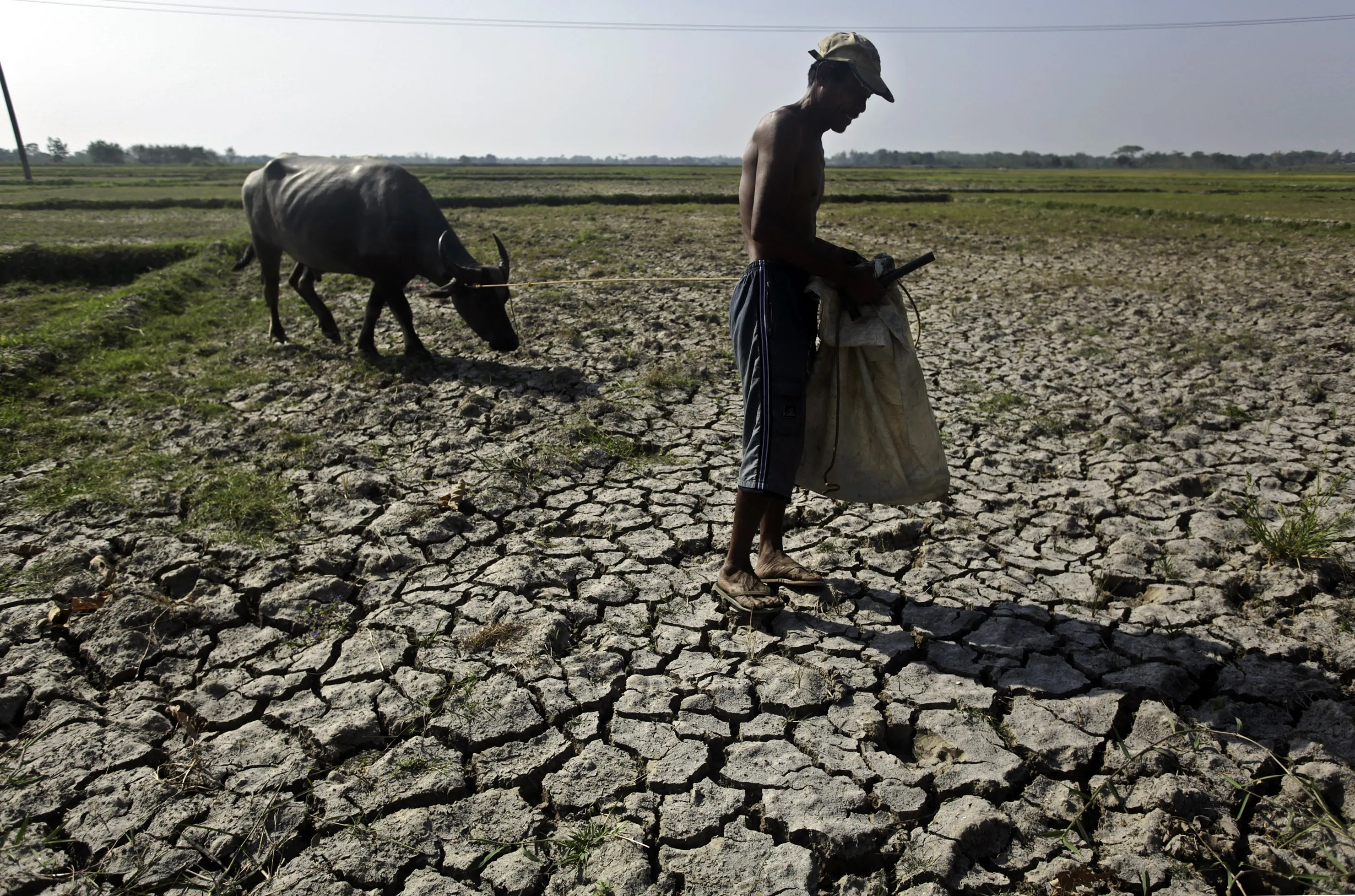 A rice field dried up due to an El Nino-induced drought in the Philippines. Photographer: Nana Buxani/Bloomberg
