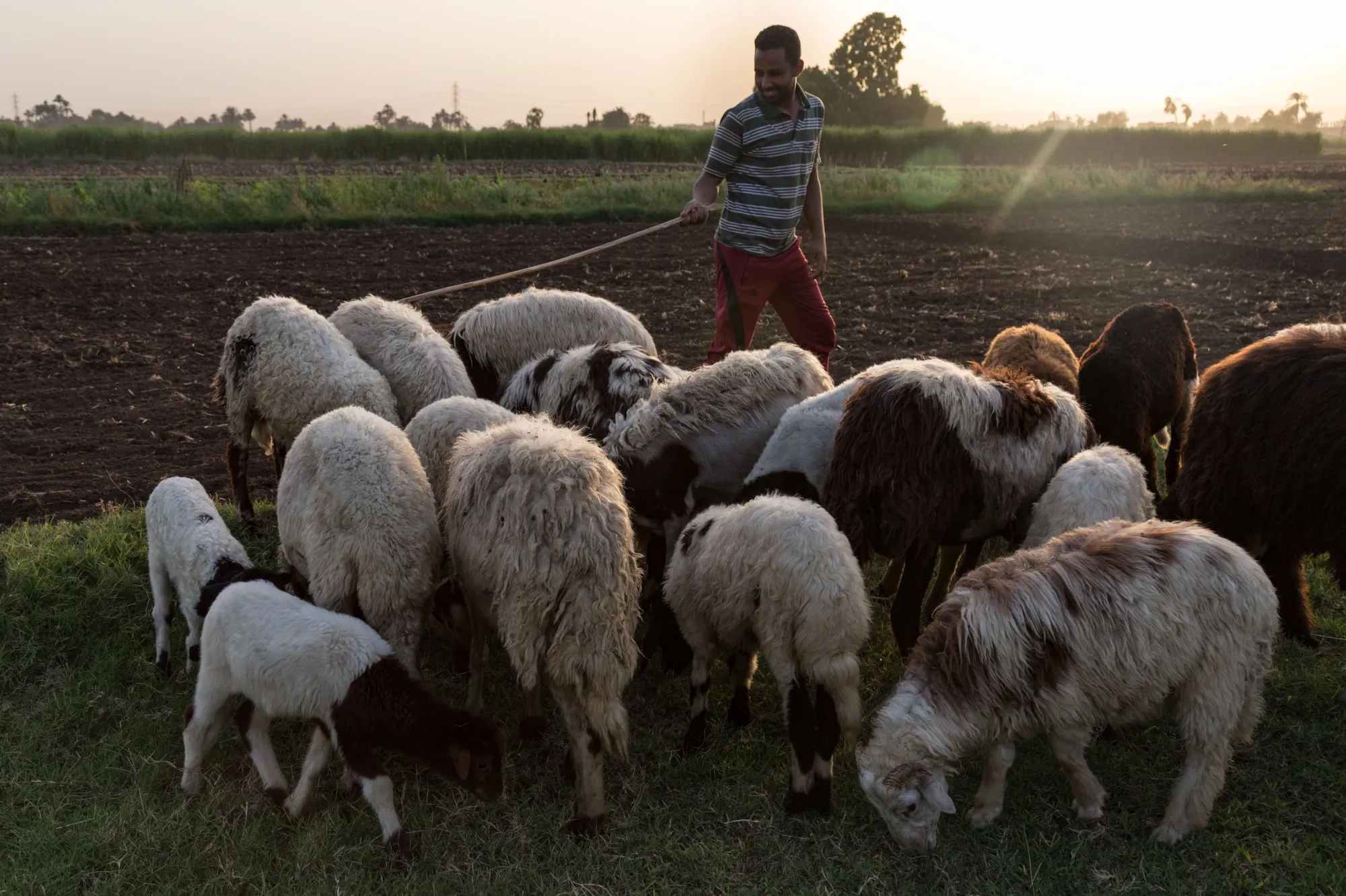 A shepherd tends to his flock of goats grazing in&nbsp;Egypt. Global warming is a huge issue for the country, where agriculture provides a large share of jobs.