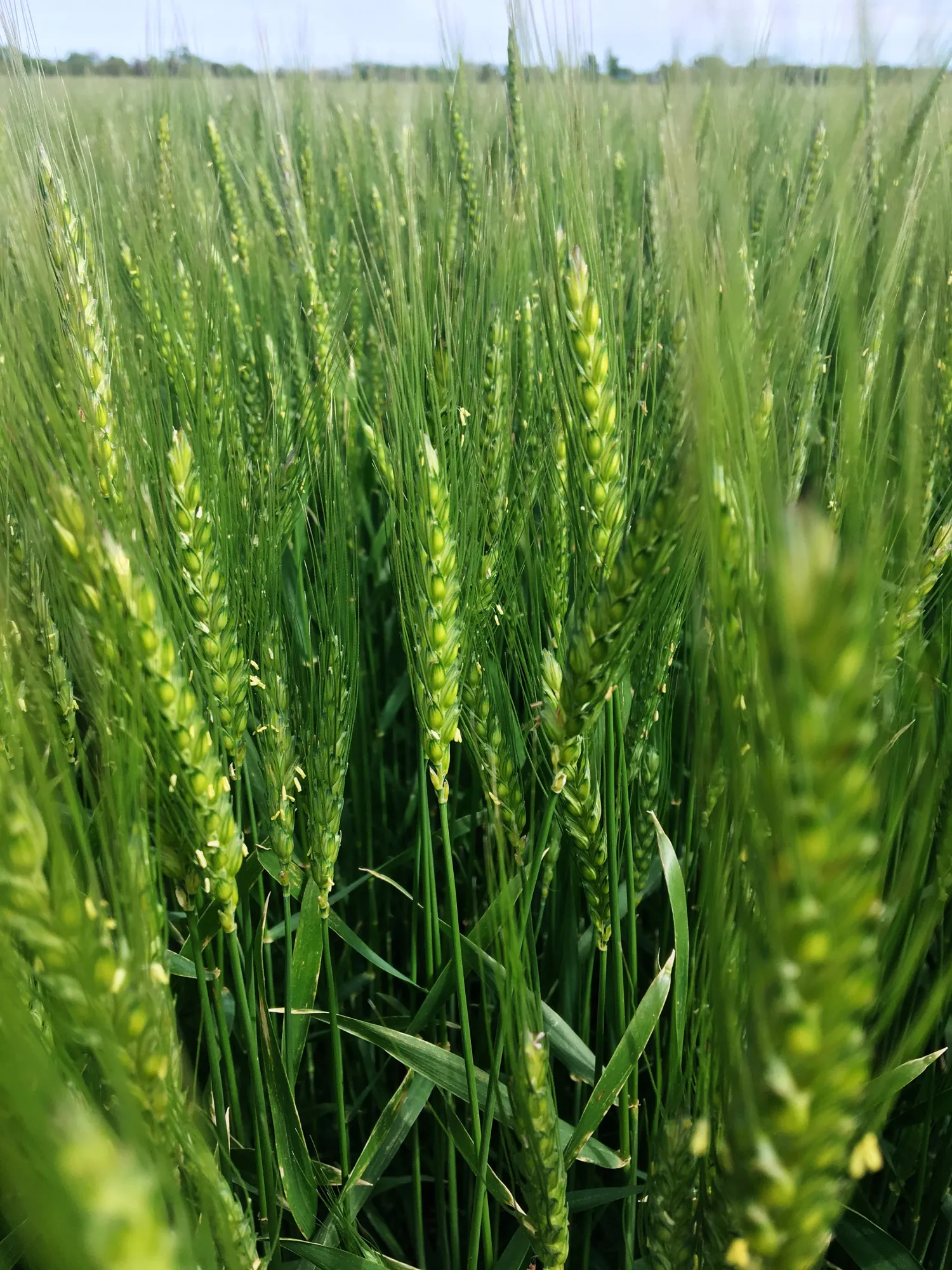 1493911306_wheat-tour-1
