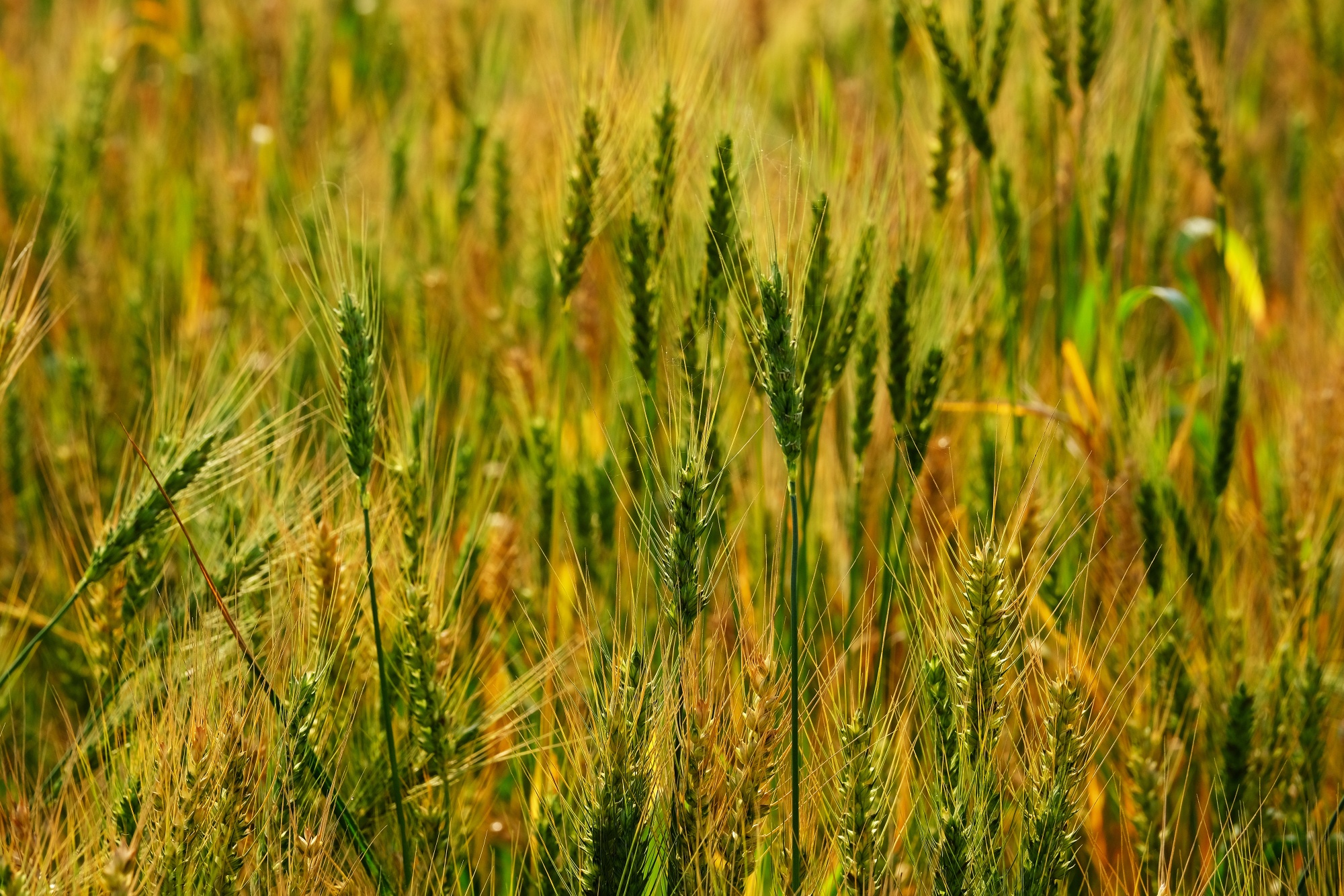 Stalks of wheat in a field in India on March 7.