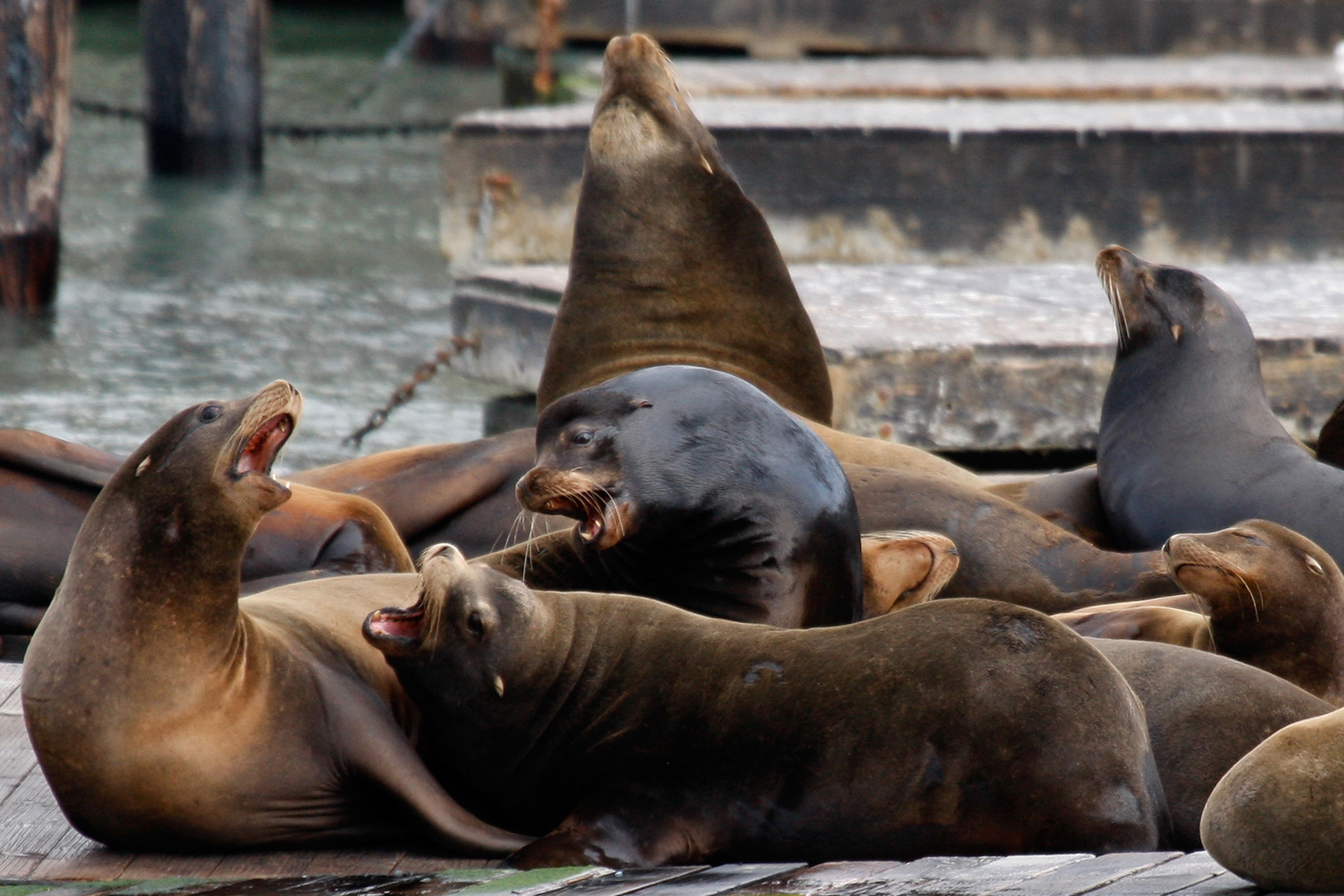 Protecting the Sea Lions at Fisherman's Wharf - City Experiences