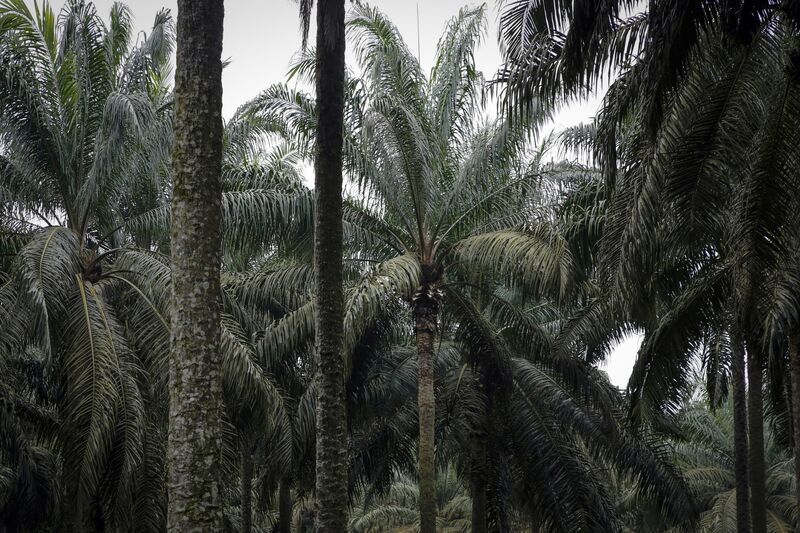 A Nigerian variety ofÂ palm oil tree.