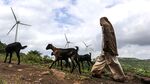 A goat herder with his livestock in India.

