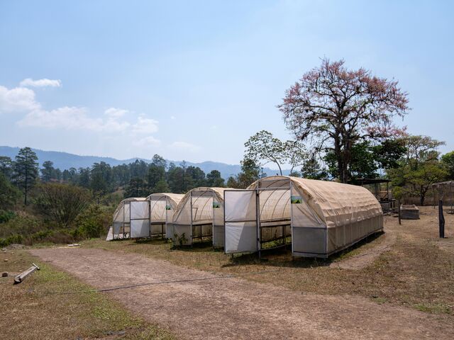 Members of the Comisuyl cooperative dry their harvest in tents.