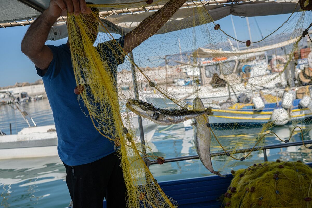 Greece Offers Bounty to Catch Ravenous Fish Lured by Warming Sea