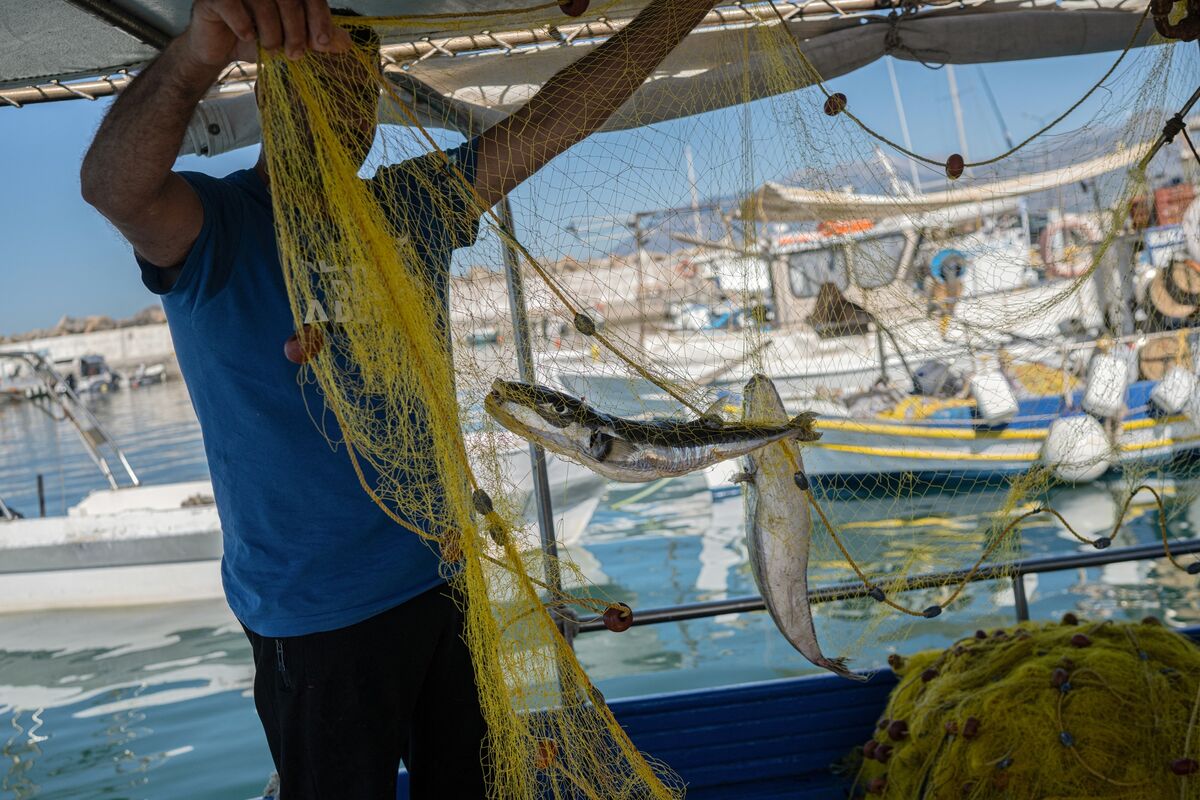 Greece Offers Bounty to Catch Ravenous Fish Lured by Warming Sea