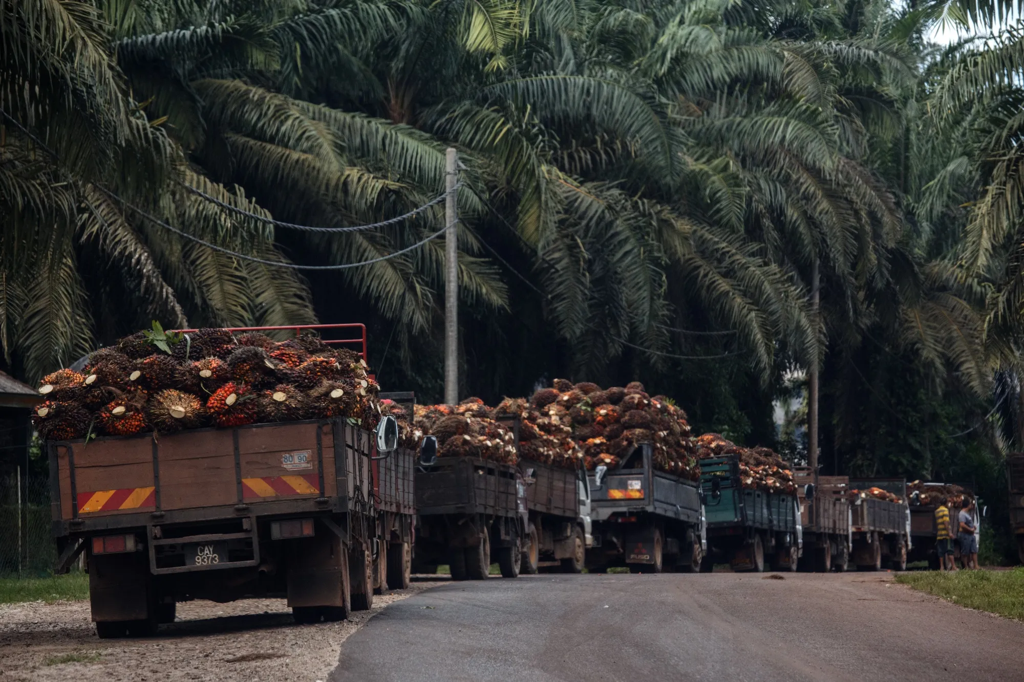 EU imports of palm, used in everything from ice cream to shampoo and fuel, already dropped about 5% last year.