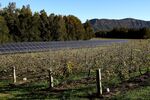 Solar panels stand beside a vineyard on the property of Keith Tulloch Winery, in Pokolbin, Australia.