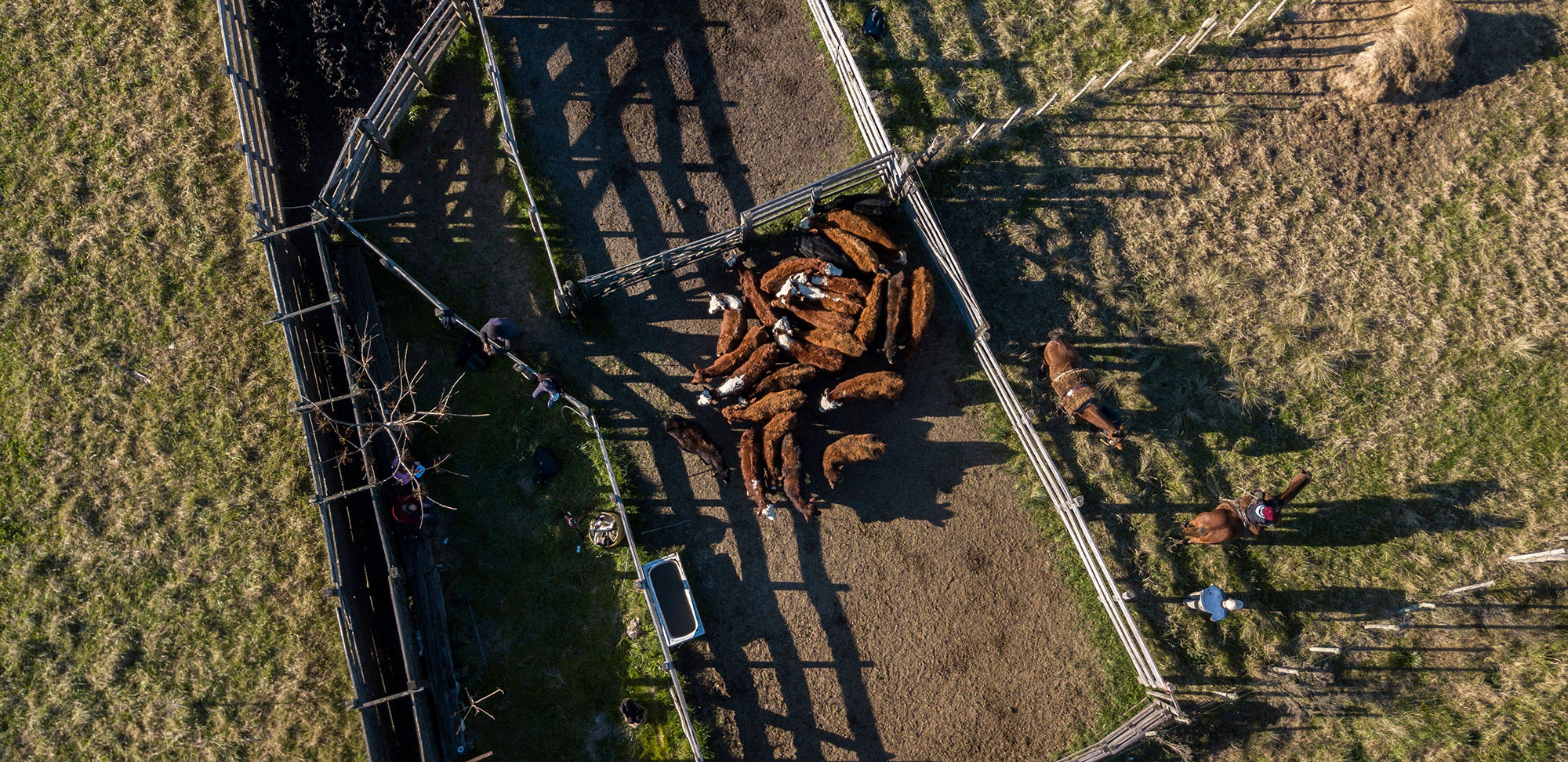 Surging Soybean and Beef Demand Is Lifting Uruguay Land Values Bloomberg