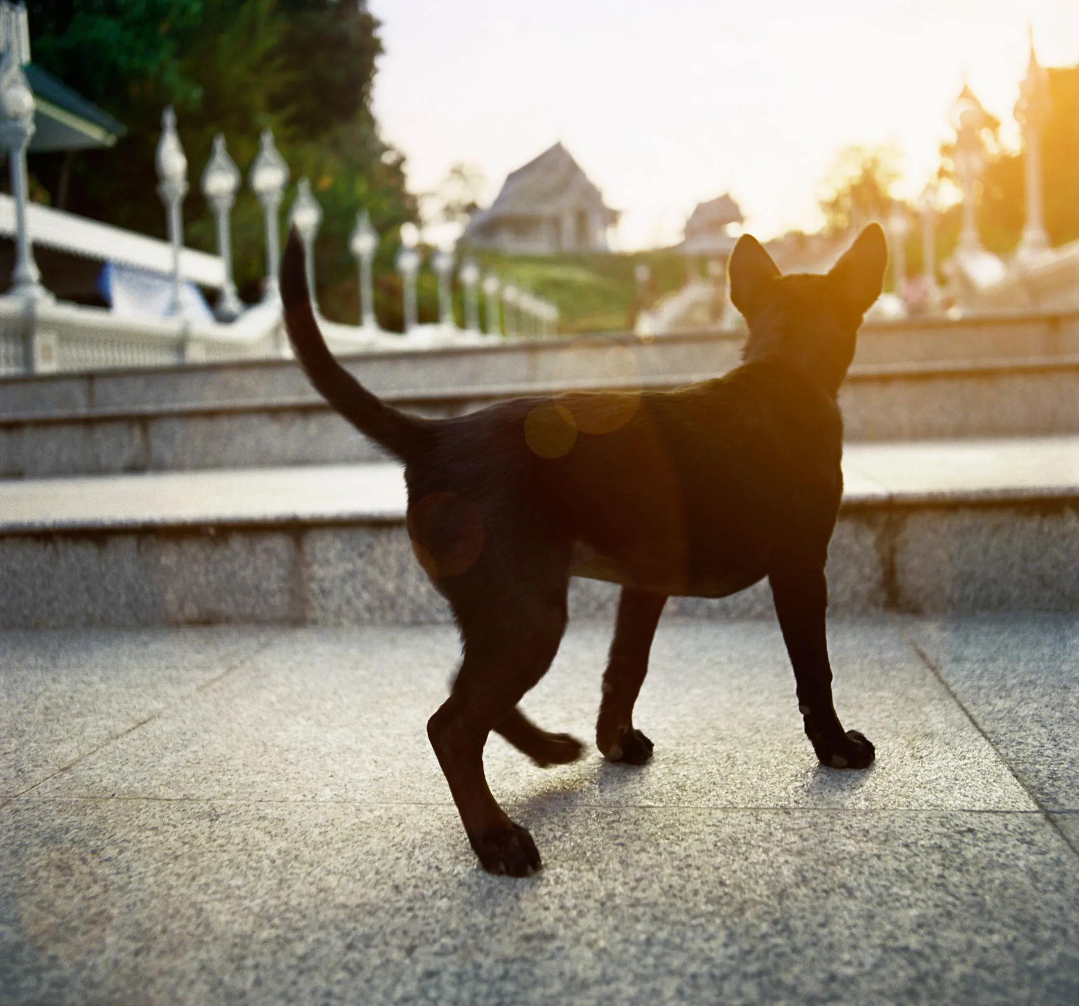 Here is a dog wagging its tail.
