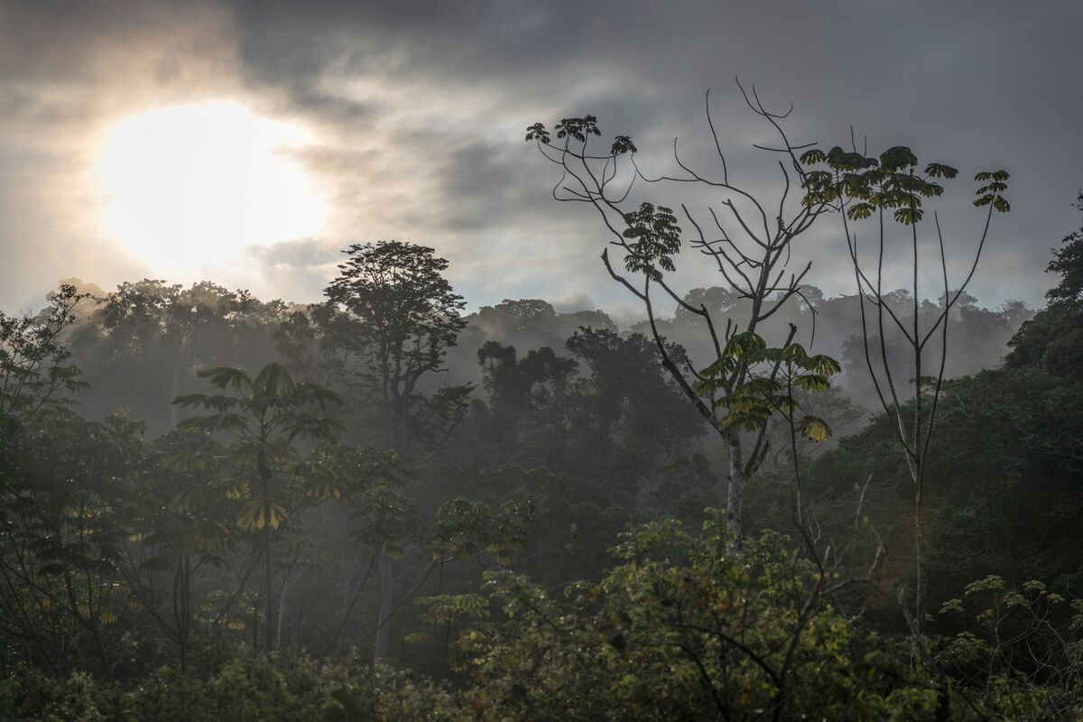 The Forest That Could Decide Africa’s Future