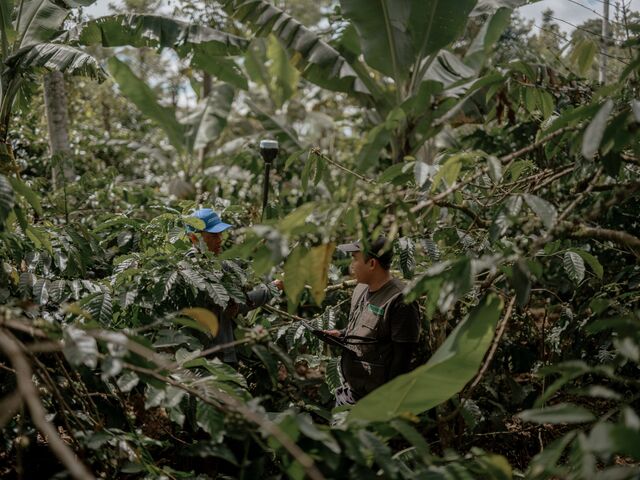 Meridia surveyor Ubed assists coffee farmer Wiyono in mapping his coffer farm in the village of Ngarip in Lampung, Indonesia on March 21.Meridia surveyor Ubed assists coffee farmer Wiyono in mapping his coffer farm in the village of Ngarip in Lampung, Indonesia on March 21.