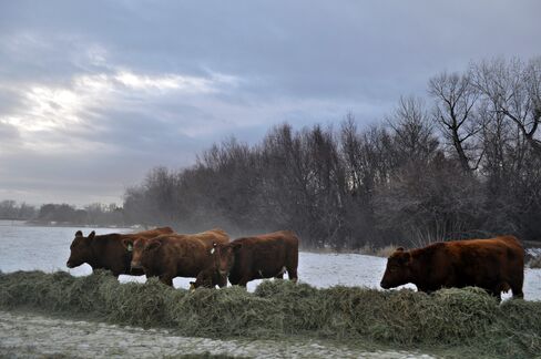 Montana Cattle in the Winter