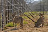 Three Cheetah Cubs Die in India Amid Sweltering Heat Wave