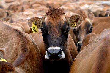 NZEALAND-RECESSION-ECONOMY-DAIRY