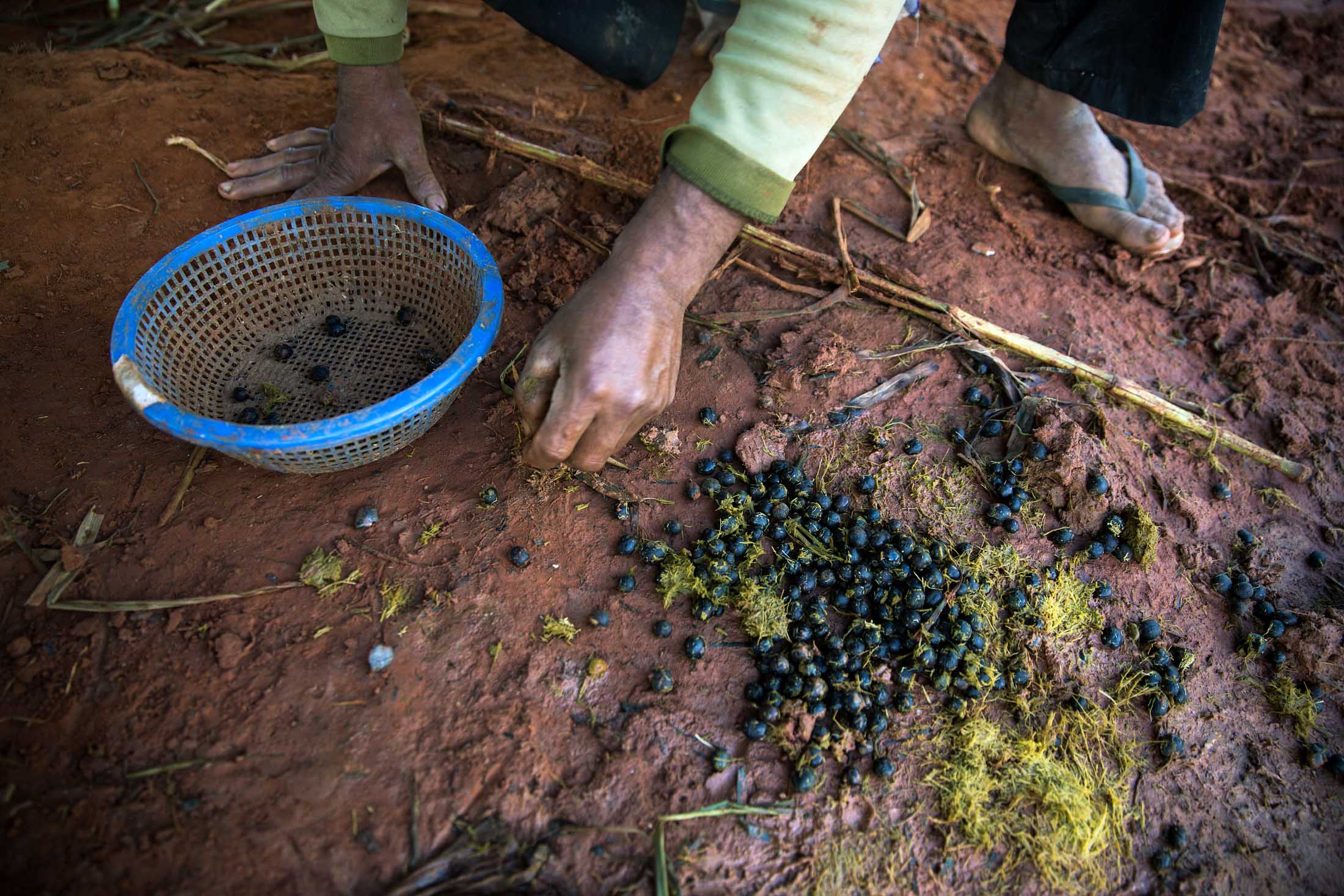 World's Priciest Coffee Is HandPicked From Elephant Dung Bloomberg
