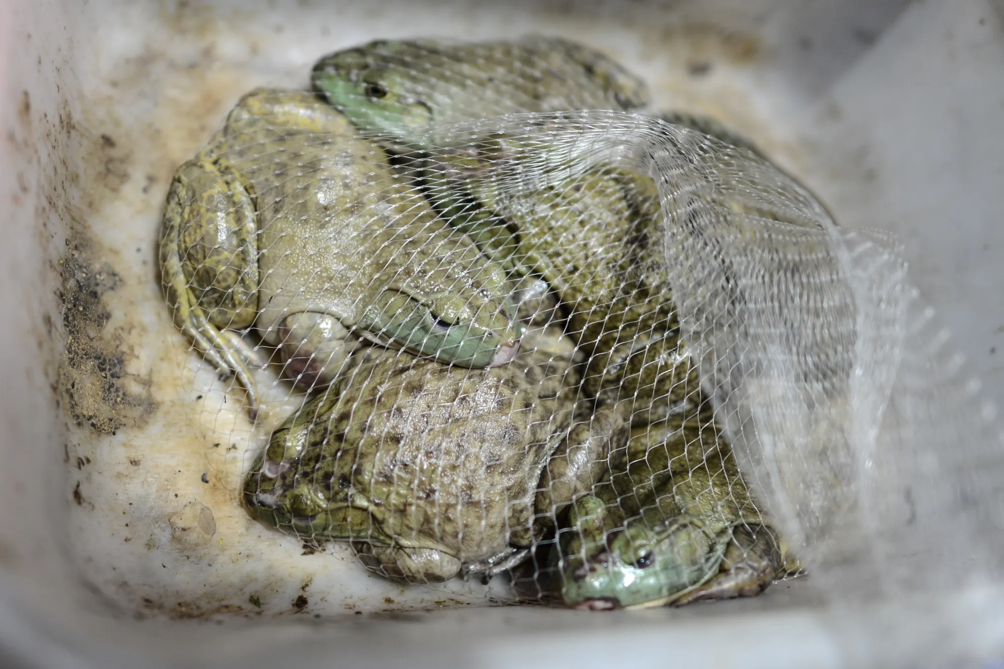 Frogs for sale in Hunan Province.